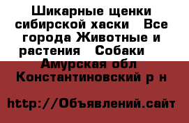 Шикарные щенки сибирской хаски - Все города Животные и растения » Собаки   . Амурская обл.,Константиновский р-н